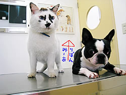 そが動物病院:愛犬りぼんと愛猫みーお