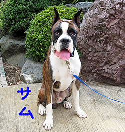そが動物病院:ボクサー犬のサム