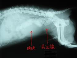 そが動物病院:雄犬の生殖器疾患 レントゲン写真