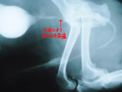 そが動物病院:雄犬の生殖器疾患 レントゲン写真