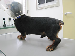 そが動物病院:常同症
