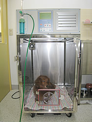 そが動物病院:心疾患について ICU
