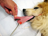 写真1:犬同士の喧嘩による舌の裂傷