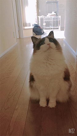 まりも
