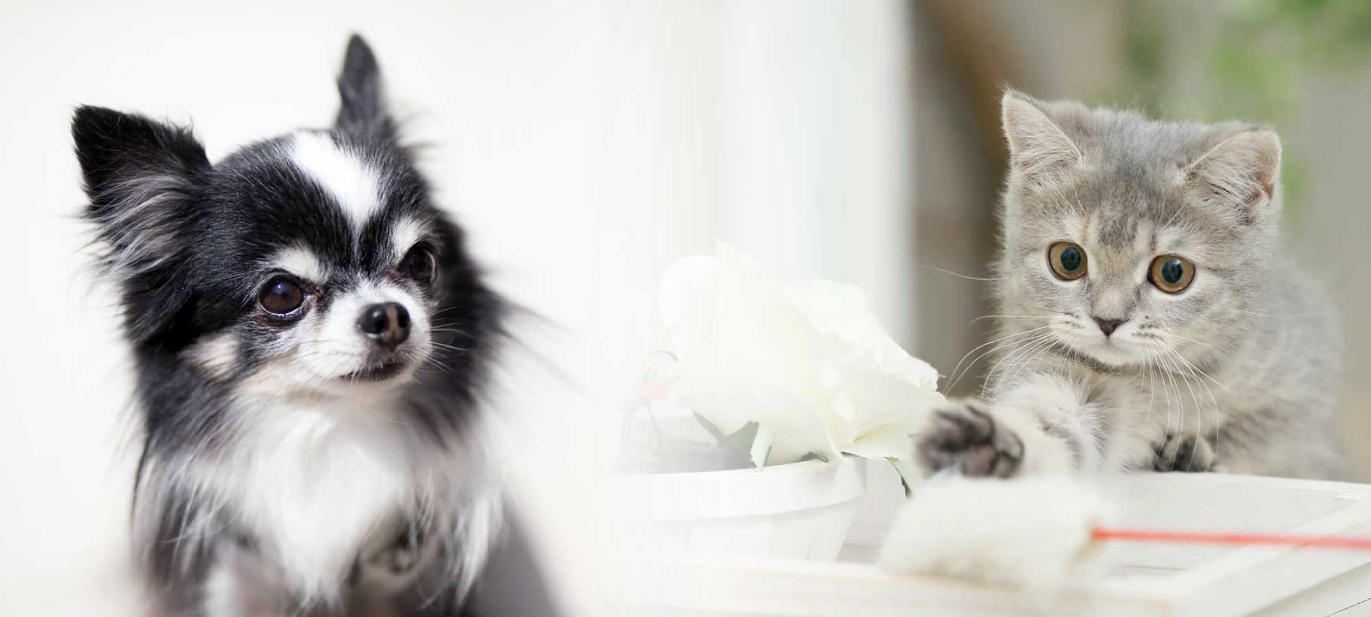 そが動物病院（神奈川県平塚市 犬・猫を診療）