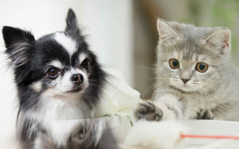 そが動物病院（神奈川県平塚市 犬・猫を診療）